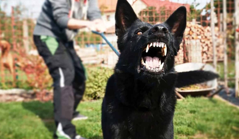 İstanbul’da sokak köpeklerini beslemeye kısıtlama getirildi