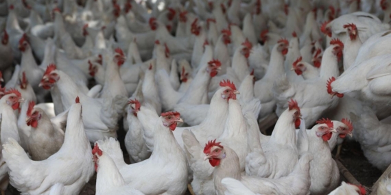 İspanya’da kuş gribi alarmı: 2 milyon hayvan itlaf edildi