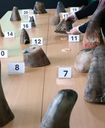 rekor-kacakcilik-singapurda-20-gergedan-boynuzu-yakalandi