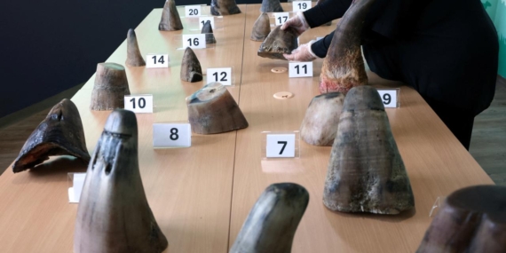 Rekor kaçakçılık: Singapur’da 20 gergedan boynuzu yakalandı