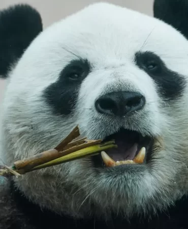 macron-si-zirvesi-sonrasi-cinden-fransaya-panda-sozu