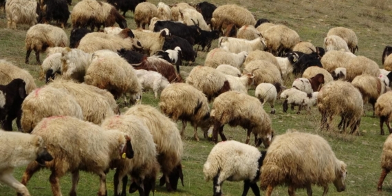 Yunanistan’da hayvan itlafı büyüyor: Feta peyniri zorda