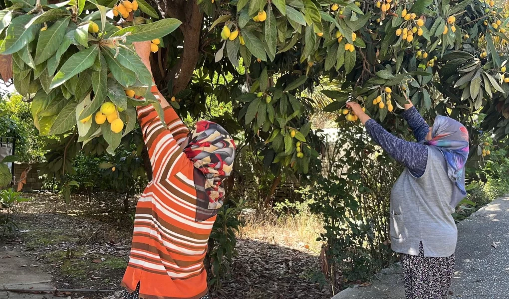 Alanya'da meyveler dalında kaldı: Gelin bedava toplayın