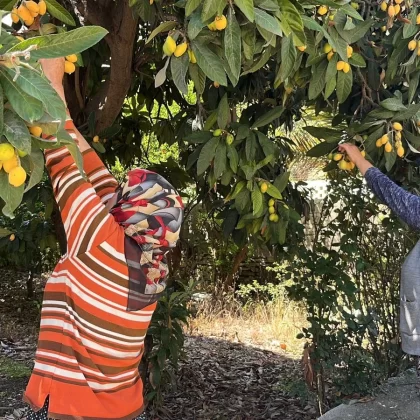 Alanya'da meyveler dalında kaldı: Gelin bedava toplayın