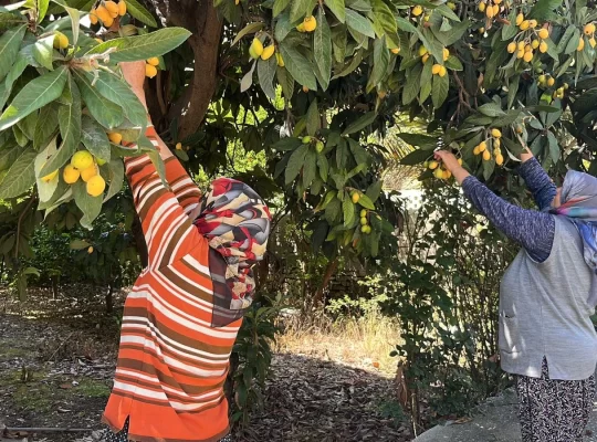 Alanya'da meyveler dalında kaldı: Gelin bedava toplayın