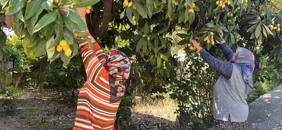 Alanya'da meyveler dalında kaldı: Gelin bedava toplayın