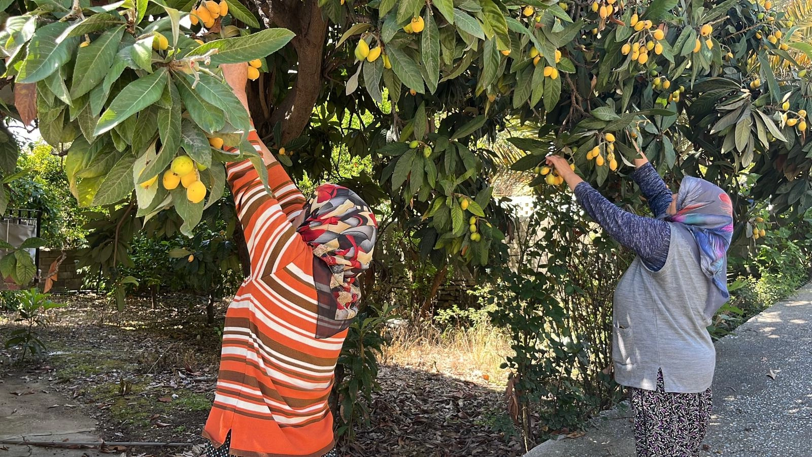 Alanya'da meyveler dalında kaldı: Gelin bedava toplayın