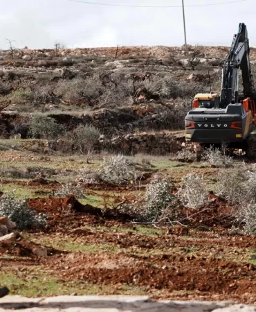 Batı Şeria'da tarım katliamı: 400 zeytin ağacı kesildi
