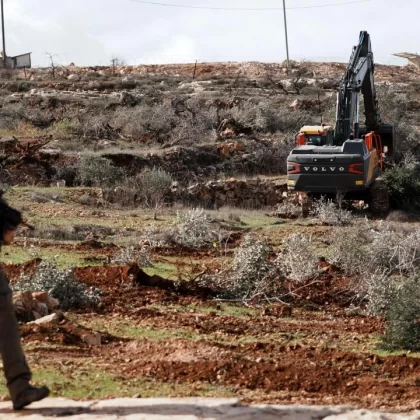 Batı Şeria'da tarım katliamı: 400 zeytin ağacı kesildi