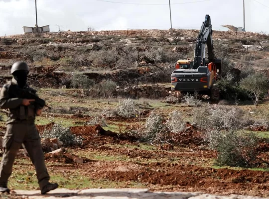 Batı Şeria'da tarım katliamı: 400 zeytin ağacı kesildi