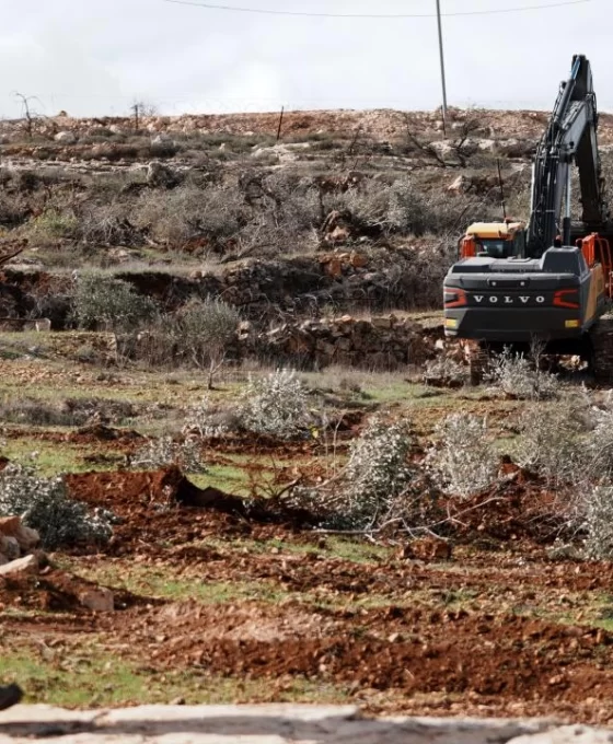 Batı Şeria'da tarım katliamı: 400 zeytin ağacı kesildi