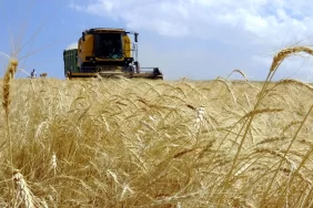 Çiftçiye 1,3 milyar liralık destek ödemesi
