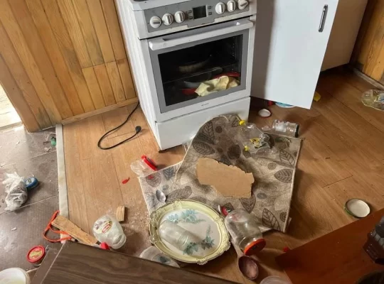 Doğu Karadeniz'de ayı kabusu: Evleri talan ettiler