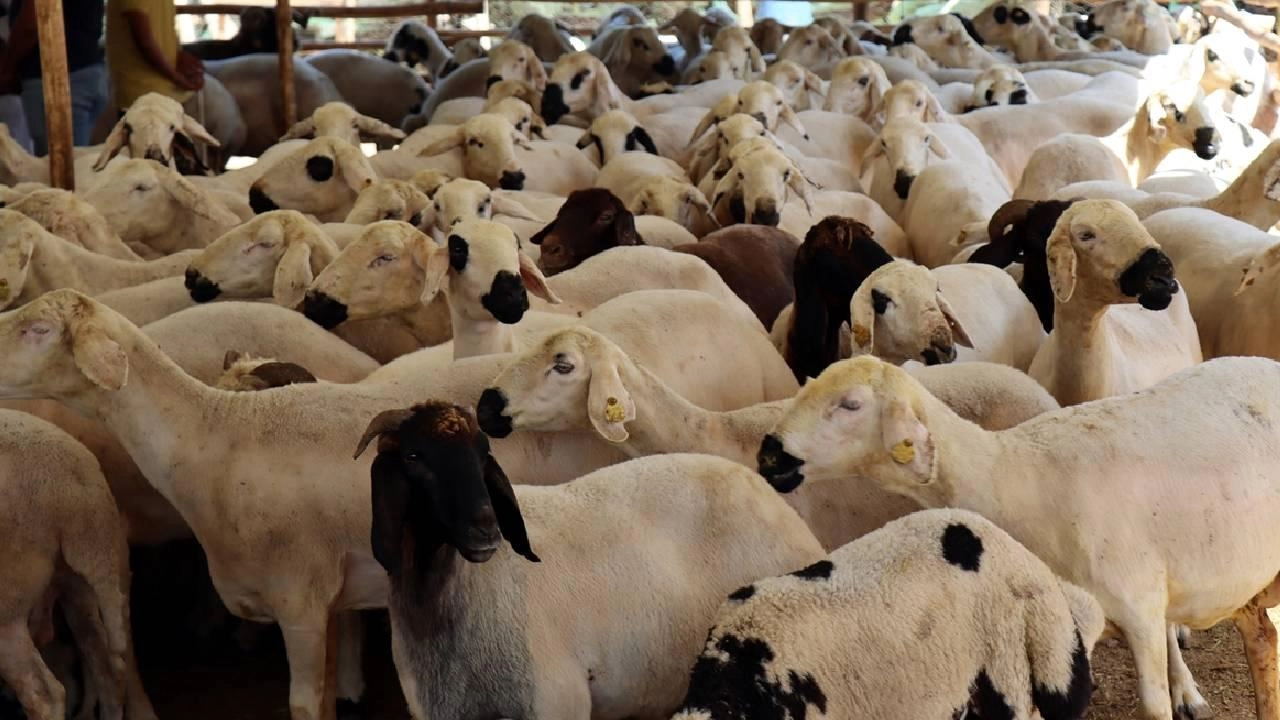 Kızılay 2026 yılı kurban bedellerini açıkladı