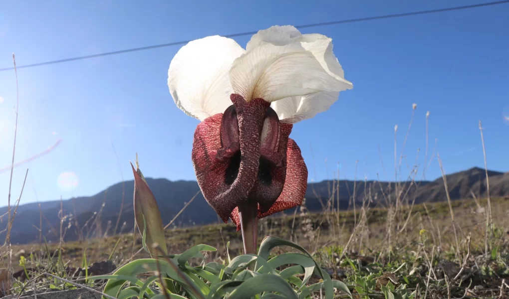 Oltu meralarında görsel şölen: 'Doğanın gelini' açtı