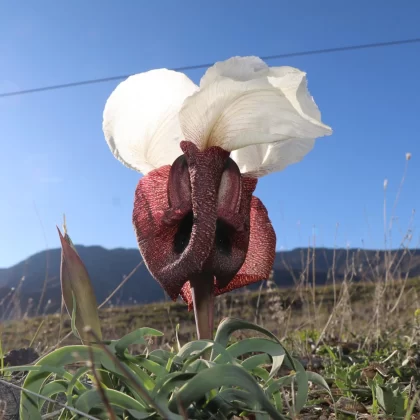 Oltu meralarında görsel şölen: 'Doğanın gelini' açtı