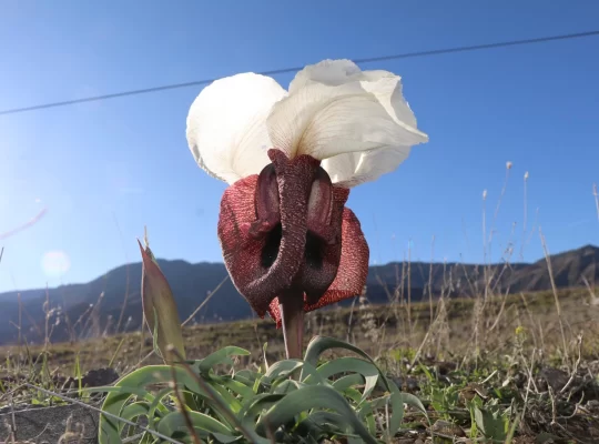 Oltu meralarında görsel şölen: 'Doğanın gelini' açtı
