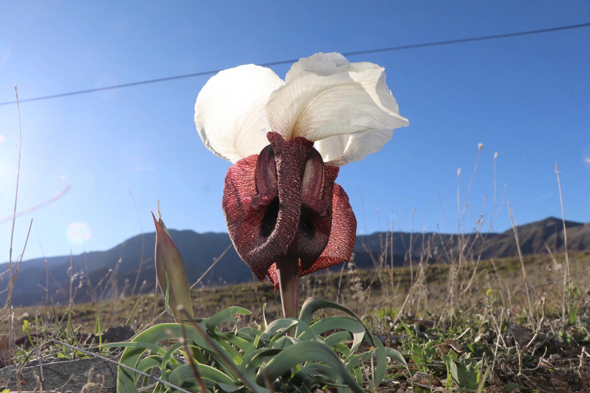 Oltu meralarında görsel şölen: 'Doğanın gelini' açtı