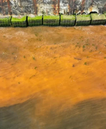 Tekirdağ sahilinde "plankton" renk değişimi