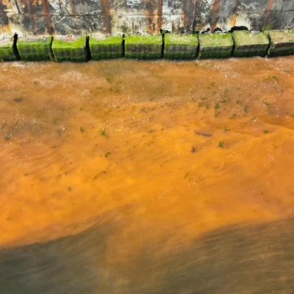 Tekirdağ sahilinde "plankton" renk değişimi