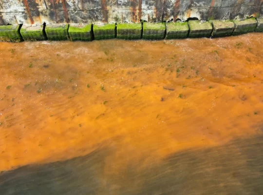 Tekirdağ sahilinde "plankton" renk değişimi