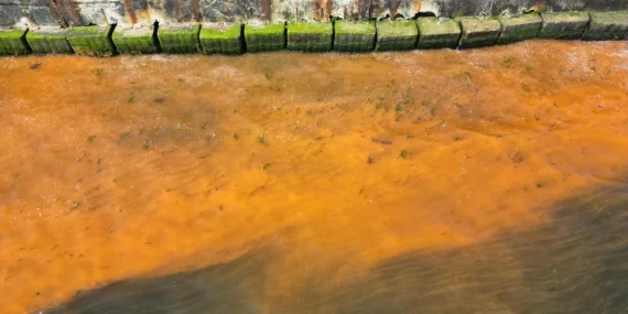 Tekirdağ sahilinde “plankton” renk değişimi