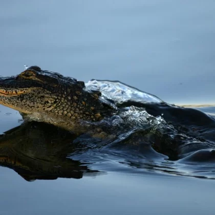 Florida'da dehşet: Nehirde timsah saldırısı sonucu ölüm