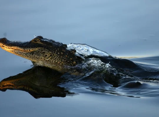 Florida'da dehşet: Nehirde timsah saldırısı sonucu ölüm