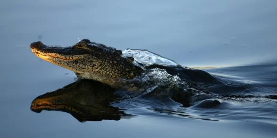 Florida’da dehşet: Nehirde timsah saldırısı sonucu ölüm