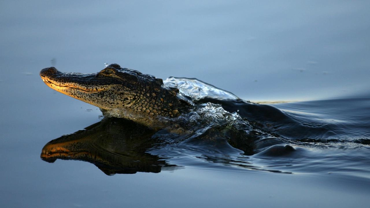 Florida'da dehşet: Nehirde timsah saldırısı sonucu ölüm