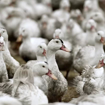 Kuş gribinde korkutan eşik: Artık o kıtaya da sıçradı