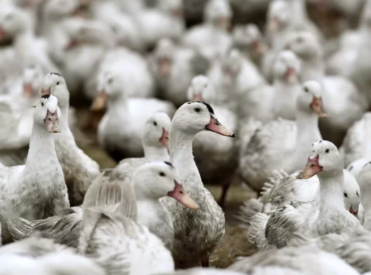 Kuş gribinde korkutan eşik: Artık o kıtaya da sıçradı