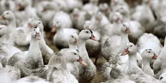 Kuş gribinde korkutan eşik: Artık o kıtaya da sıçradı