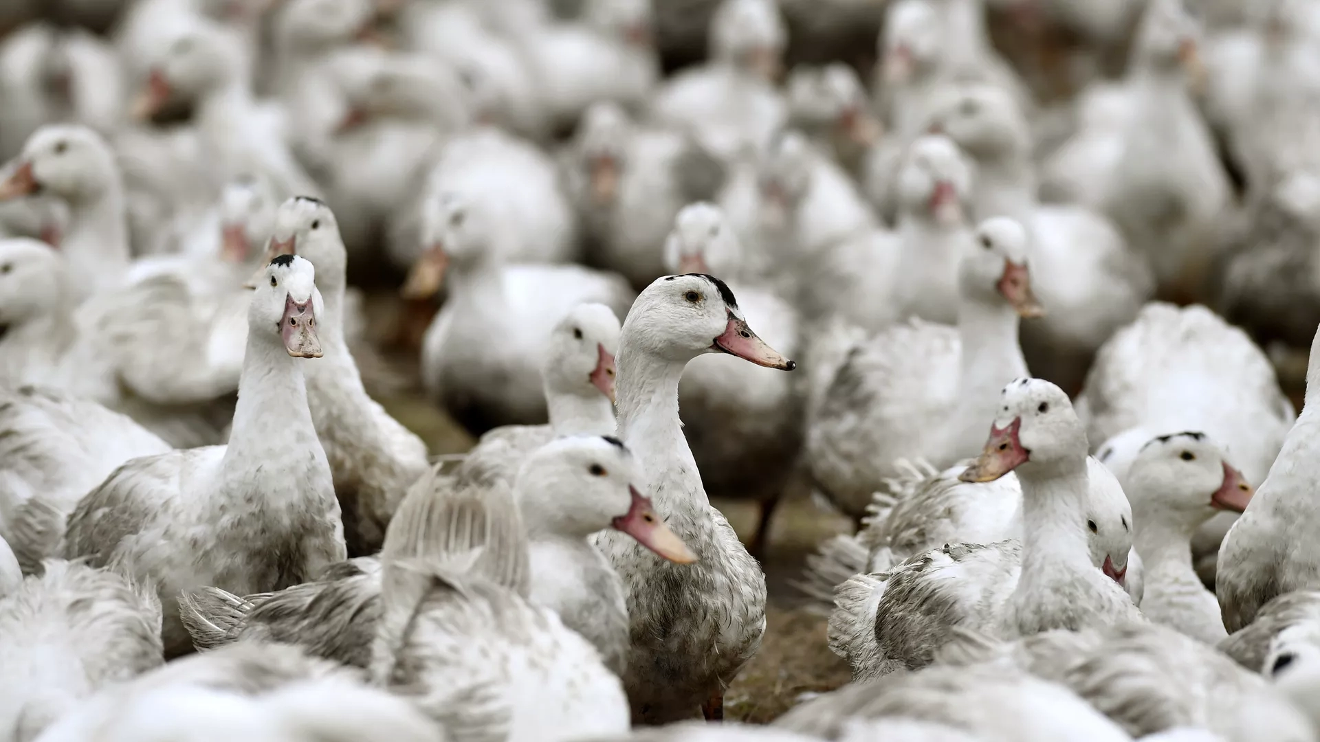 Kuş gribinde korkutan eşik: Artık o kıtaya da sıçradı