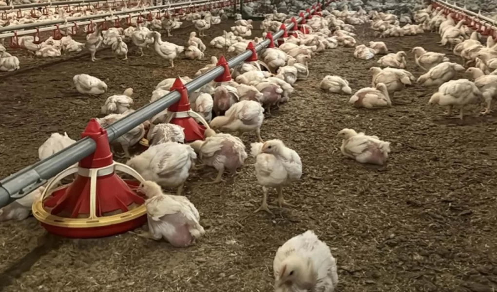 Nepal'de kuş gribi alarmı: 570 bin kümes hayvanı imha edildi