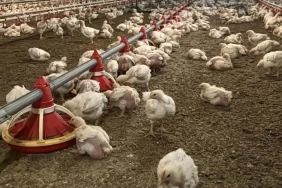 Nepal'de kuş gribi alarmı: 570 bin kümes hayvanı imha edildi