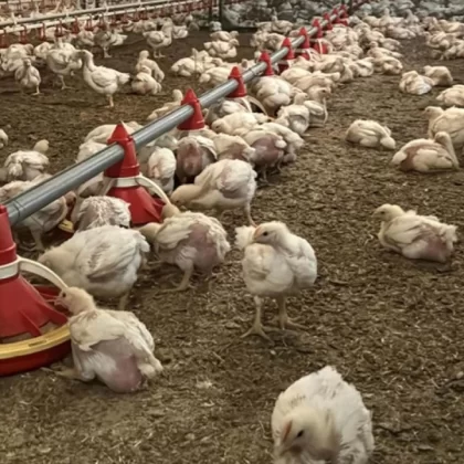 Nepal'de kuş gribi alarmı: 570 bin kümes hayvanı imha edildi