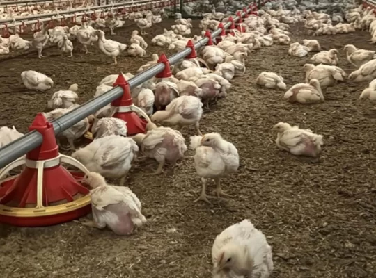 Nepal'de kuş gribi alarmı: 570 bin kümes hayvanı imha edildi