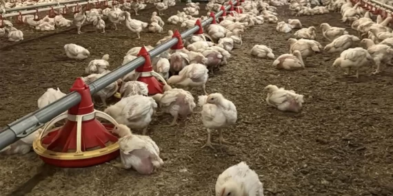 Nepal’de kuş gribi alarmı: 570 bin kümes hayvanı imha edildi