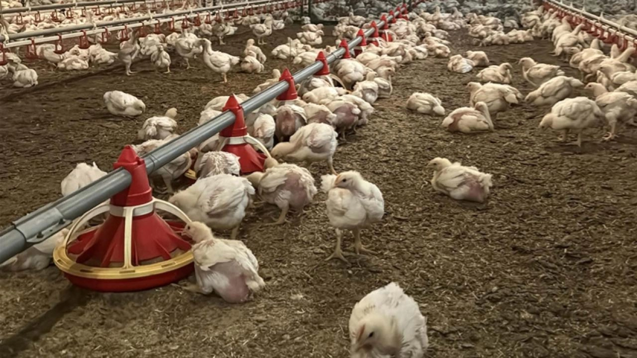 Nepal'de kuş gribi alarmı: 570 bin kümes hayvanı imha edildi