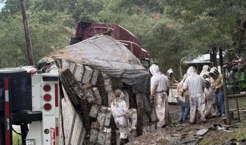 Texas'ta arı yüklü TIR devrildi: Milyonlarca arı yolda!