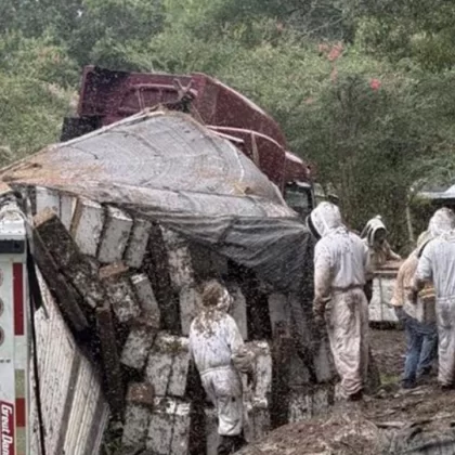 Texas'ta arı yüklü TIR devrildi: Milyonlarca arı yolda!