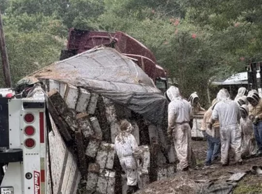 Texas'ta arı yüklü TIR devrildi: Milyonlarca arı yolda!