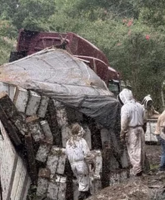 Texas'ta arı yüklü TIR devrildi: Milyonlarca arı yolda!