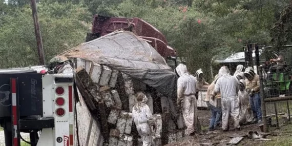 Texas’ta arı yüklü TIR devrildi: Milyonlarca arı yolda!