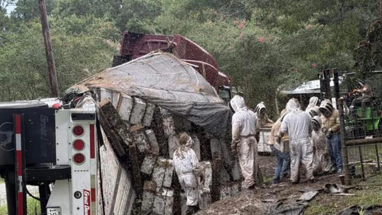 Texas'ta arı yüklü TIR devrildi: Milyonlarca arı yolda!