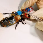 Arama kurtarma çalışmaları için cyborg hamamböcekleri geliştirildi
