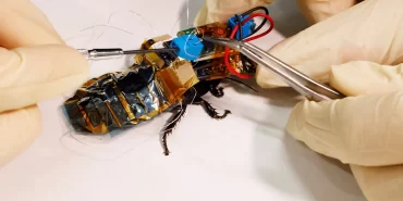 Arama kurtarma çalışmaları için cyborg hamamböcekleri geliştirildi