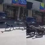 Batı Şeria'da skandal: Filistin köylerinden 200 keçi çalındı