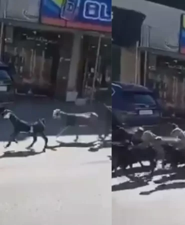 Batı Şeria'da skandal: Filistin köylerinden 200 keçi çalındı